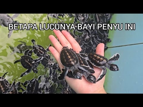 REKOMENDASI TEMPAT WISATA DI KALIMANTAN: PULAU SANGALAKI PENANGKARAN BAYI PENYU (TUKIK)🐢