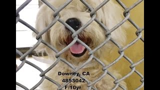 *RESCUED!Downey A4853042 NENA Darling senior!