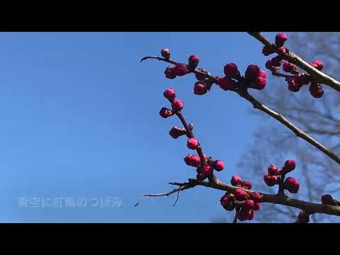 京都をウロウロ❣️ 梅小路公園、東本願寺、祇園、白川、平安神宮