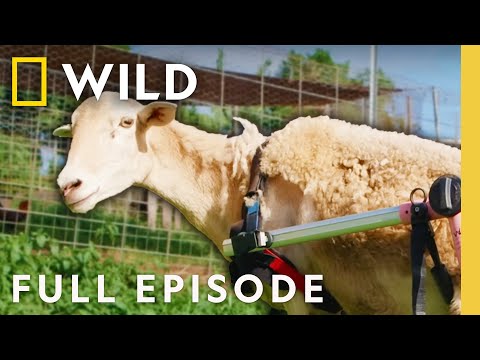 Mama Sheep Gets a New Prosthetic (Full Episode) | Wizard of Paws