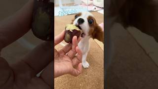 子犬にサツマイモをあげてみたら…｜PECO #子犬 #キャバリア #キャバリア大好き #子犬のいる暮らし #puppy #cavalier  #cavalierlove #puppylife