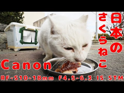 Canon RF-S10-18mm F4.5-6.3 IS STM EOS R8 Japanese Stray Cat