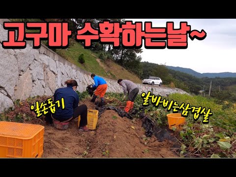 #69 [귀촌브이로그] 농촌 일손돕기 ㅣ고구마 수확하는 날