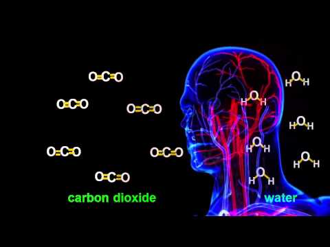 Chemistry Tutorial: Cellular Respiration Chemical Equation