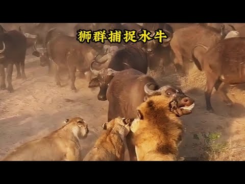 水牛挑釁獅群！結果卻被捉住了#動物世界#動物解說