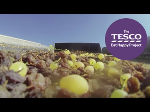 See how grapes are dried to become raisins, ready to buy in the shops