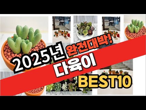 2025년 1월 가성비 다육이 추천 Best10 중에 고르면 끝!