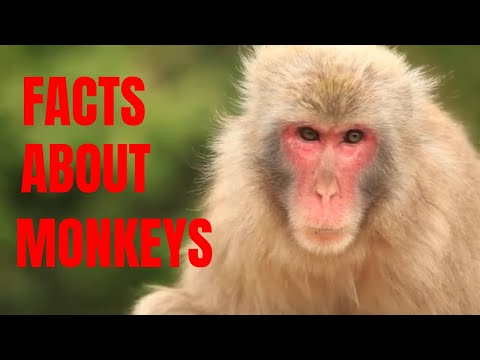 20 INTERESTING FACT ABOUT MONKEY