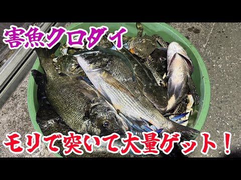 害魚クロダイをモリで突いて大量ゲット！