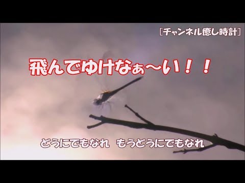 【癒しの世界】もうどうにでもなれトンボ・・先に進めませ～ん！