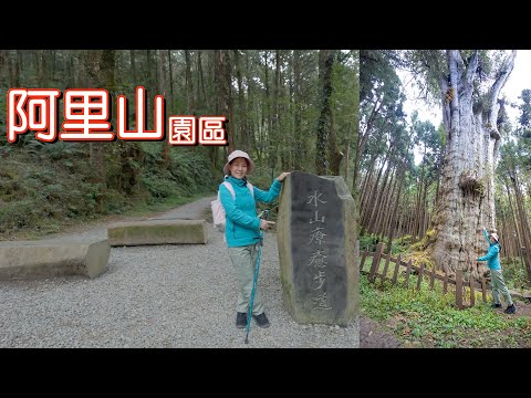 『水山療癒步道』連接『水山巨木步道』輕鬆步行一圈