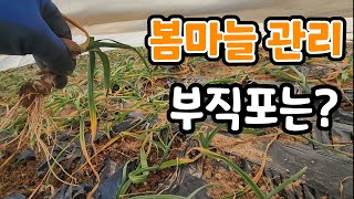 봄마늘 관리 ! 부직포 언제 벗겨야 좋을까? 1차추비 주는시기?