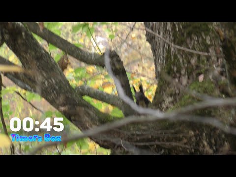 45 Second Timer with Wild Squirrel 🐿️🌳 Nature's Playful Moment #SquirrelTimer #NatureTimer #45Second