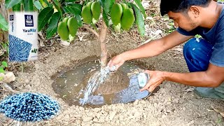 How to Use Npk Fertilizer On Plants To Fast Fruiting | Best NPK Fertilizer