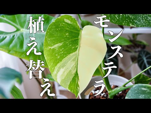 【モンステラ】植え替え＆鉢増し｜斑入り｜タイコンステレーション