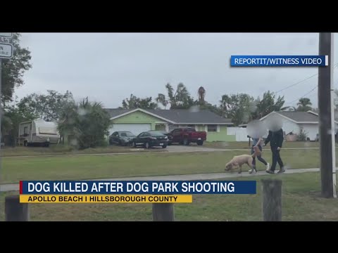 Pet owner will not be charged after shooting and killing a dog at an Apollo Beach dog park Monday af