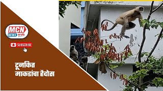 टूनकी येथील माकडाच्या हल्ल्यात 3 ग्रामस्थ जखमी.....