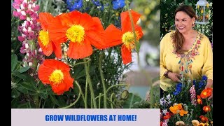 GROW WILDFLOWERS FROM SEED, STEP BY STEP /Shirley Bovshow