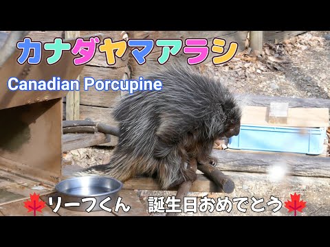 カナダヤマアラシ　🍁リーフくん　誕生日おめでとう🍁（東山動植物園）Canadian Porcupine