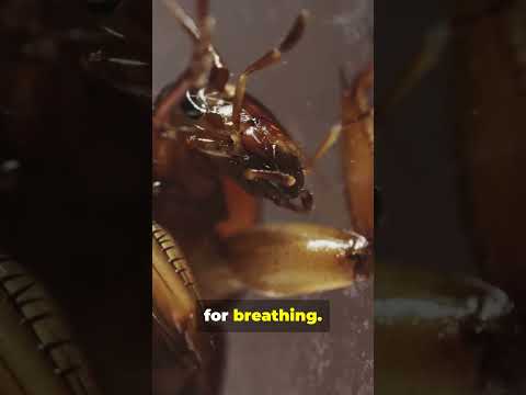 Which Insect Can Survive WITHOUT Its Head?