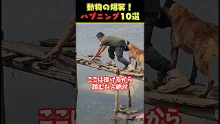 tiktokで9.3億回バズった動物ハプニング動画10選！10 Animal Happenings Videos That Got 930 Million Buzz on tiktok!#犬#猫#動物