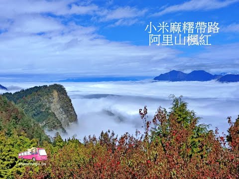 【Taiwan。 Alishan】如棉花糖般的阿里山雲海|小米麻糬帶路 #shorts