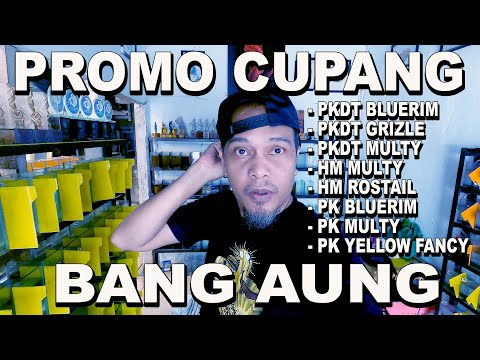 ADA PROMO CUPANG LAGI DI BANG AUNG KALI INI BANYAK JENISNYA