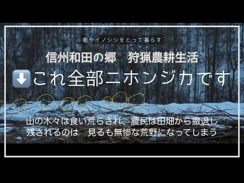 令和４年度の振り返り　野獣まみれの信州山村生活　slowlife countryside natural life in Japan