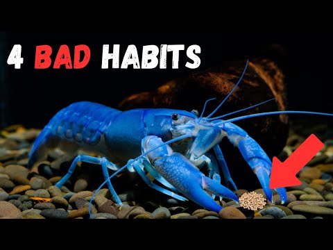 Bad Crayfish Keeping: 4 Habits You Should Quit Today!