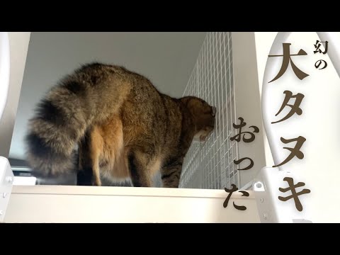 【撮影成功】猫と暮らす家にしっぽの大きな大タヌキが現れた…