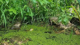 Green Frogs (30 Seconds of Peace)