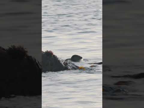 This was a special moment #otter #scotland #shorts