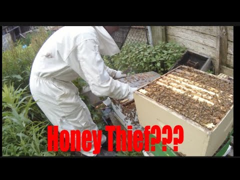 Why Do I Steal Honey From Bees?