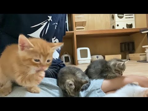 なぜか膝の上でグルーミングする子猫たち