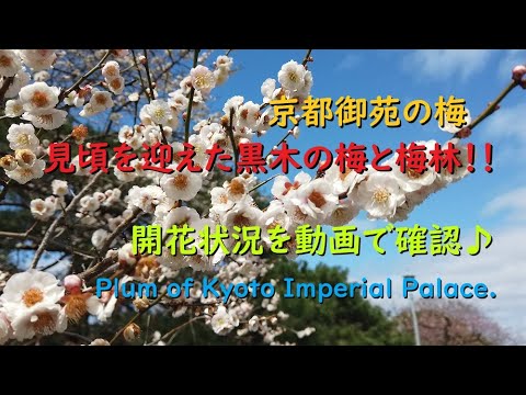 京都御苑の梅2020 見頃と開花状況【Plum of Kyoto Imperial Palace.】