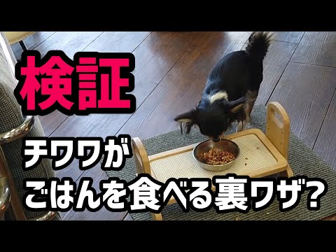 【裏ワザ】チワワがごはんを食べるか検証してみた！