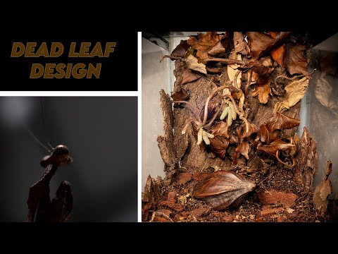 Creating a camouflage environment for Dead Leaf Mantis! [DESIGN & REHOUSE]