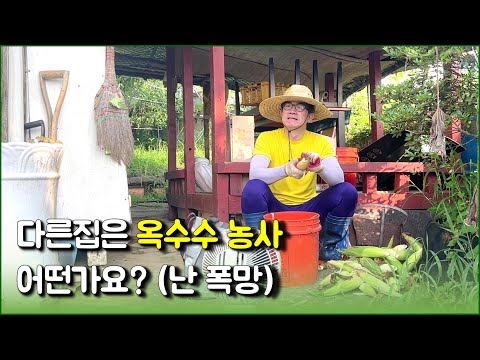 옥수수 농사는 살짝 폭망했어요 / 모기조심 / countryside, rustic life, gardening