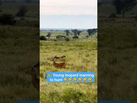 Young leopard learning to hunt #nature