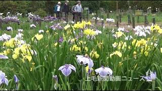 今度はハナショウブをどうぞ　館林・つつじが岡公園