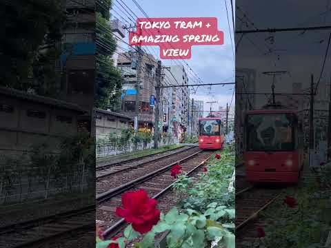 Amazing Roses with the Famous Tram in Tokyo, Japan #helloamazingjapan #traveljapan #tram #ilovejapan