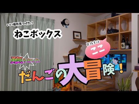 ねこ達のために作ったネコタワーへ初潜入！【だんごの大冒険】