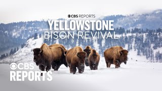 Yellowstone Bison Revival | CBS Reports