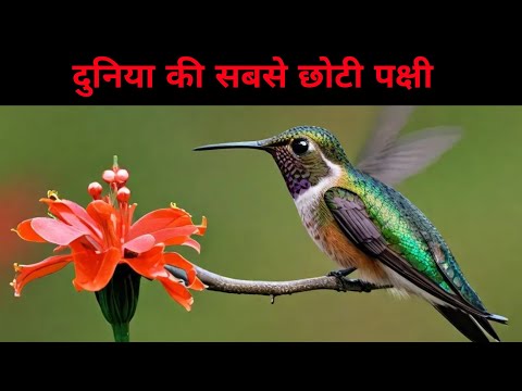 दुनिया की सबसे छोटी पक्षी | the smallest bird in the world