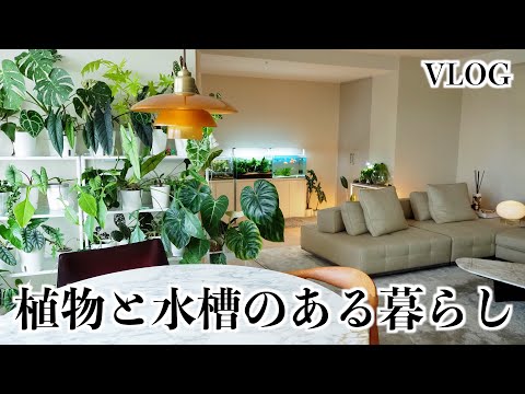 【VLOG】植物と水槽のある暮らし｜観葉植物｜アクアリウム