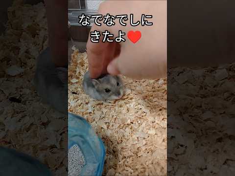 ハムスターをなでなでしにいったが…（ピク）#ハムスター #なでなで#可愛い#癒し#拒否 #hamsters #cute