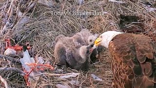 #202🦅Captiva Eagle Nest／Clive💗Connie／Window To Wildlife／Captiva Eagle Cam | 4K PTZ | Connie & Clive