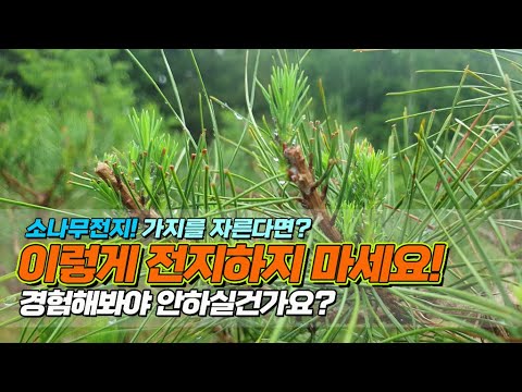 소나무전지! 가지를 자른다면? 이렇게 전지하지 마세요.. 경험해봐야 안하실건가요? / How to make a pretty pine tree