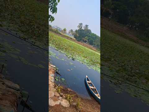 Pullu paadam Thrissur | പുള്ള് പാടം തൃശൂർ