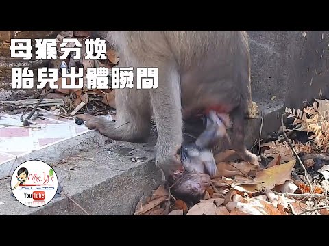 The whole process of the mother monkey giving birth, ravaging, and killing the baby monkey